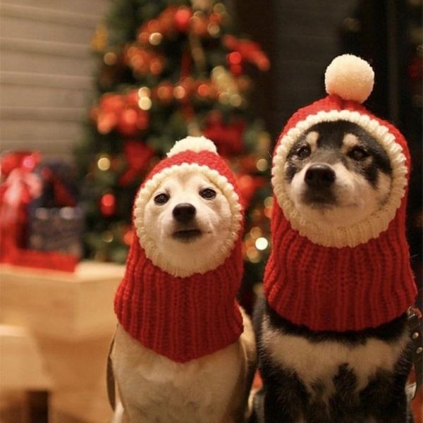 Bob pour Chien Cagoule de Noël