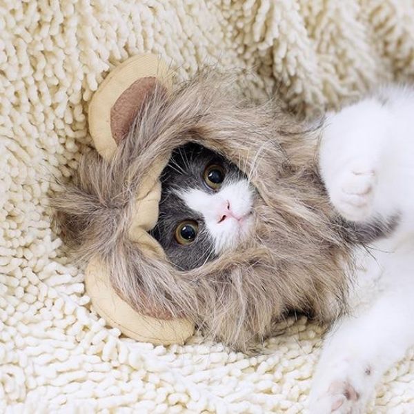 Bonnet Lion pour Chat | Bob Nation