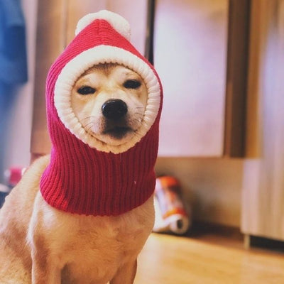 Bob pour Chien Cagoule de Noël