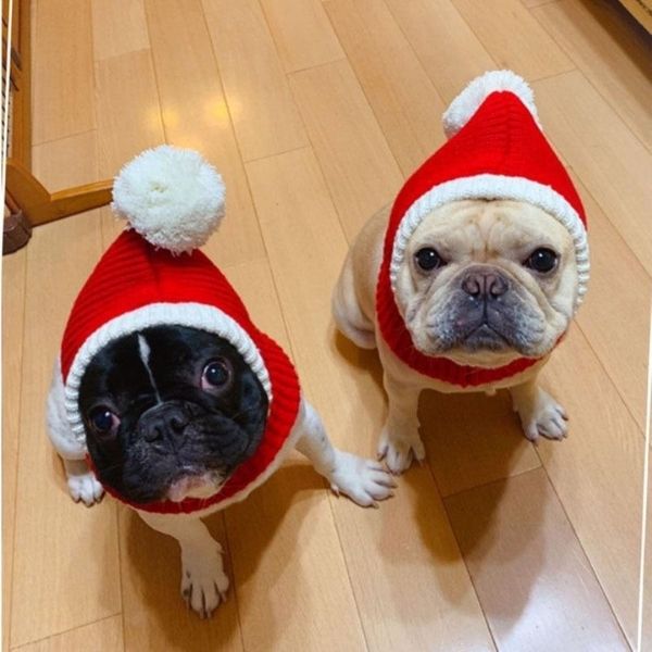 Bob pour Chien Cagoule de Noël
