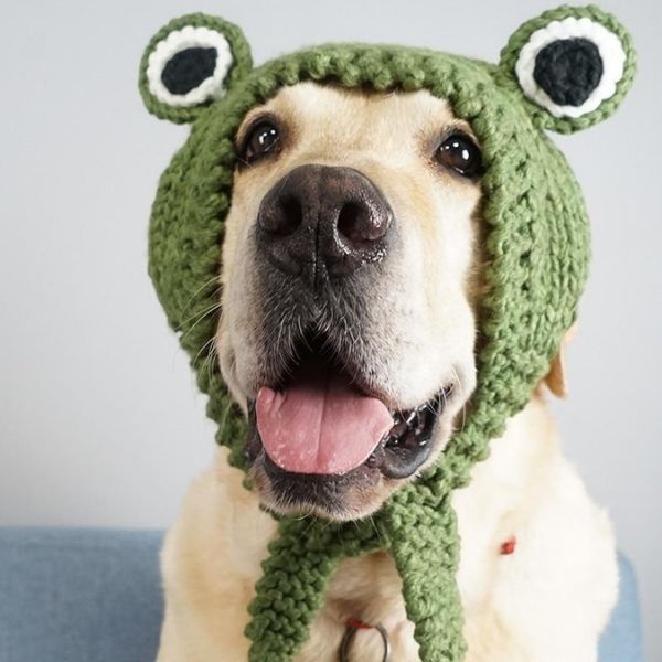Bonnet pour Grand Chien | Bob Nation