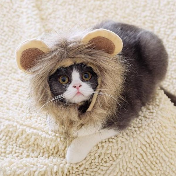 Bonnet pour Chat Cosplay Lion