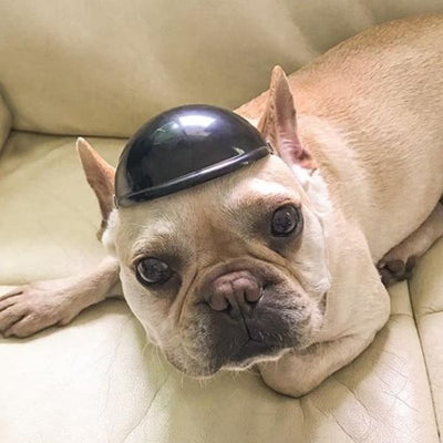 Chapeau pour Chien Protection Moto