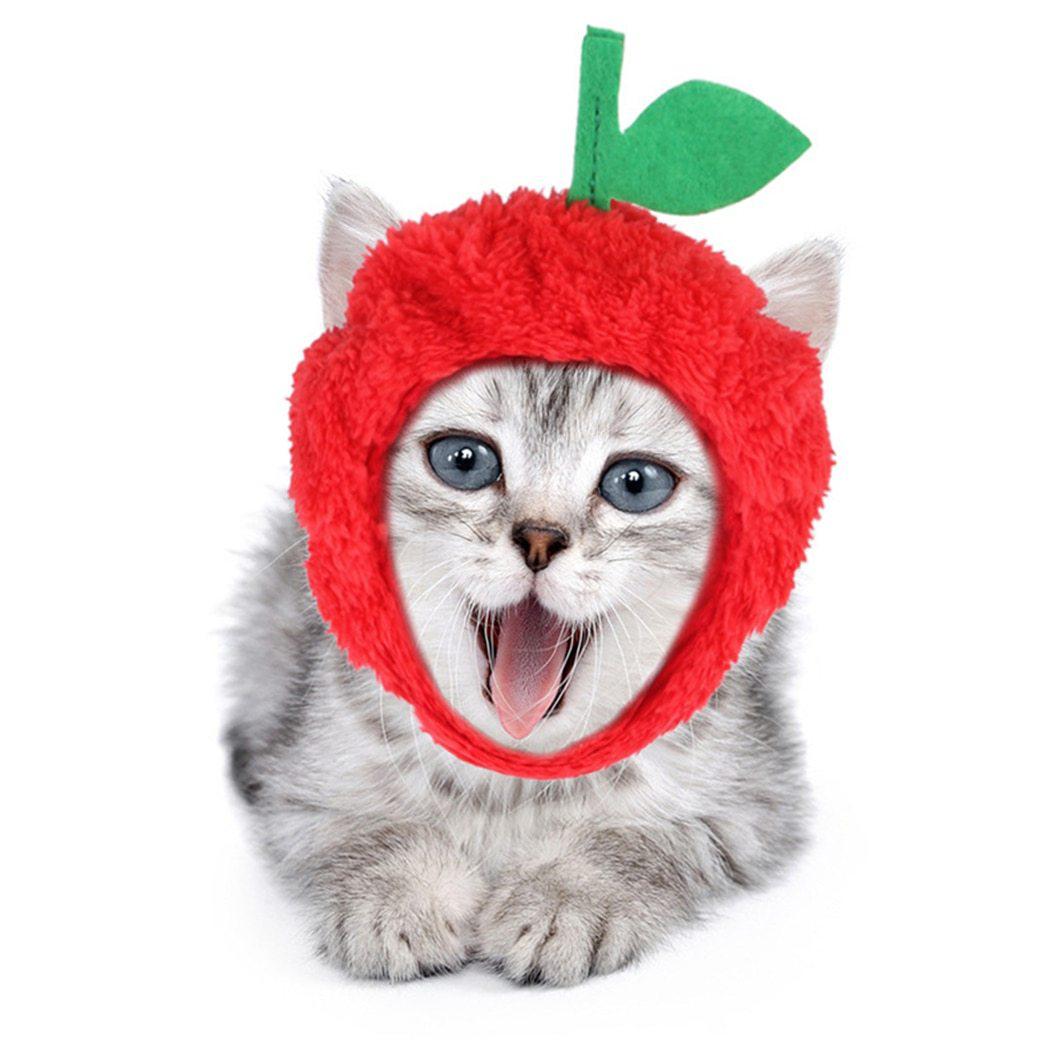 Bob pour Chat | Bob Nation