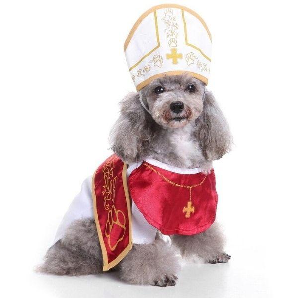 Bob pour Chien | Bob Nation