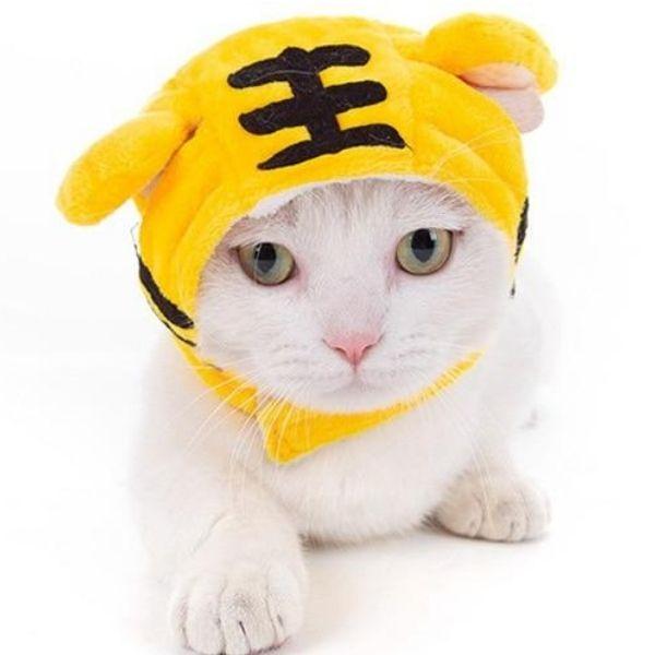 Bonnet pour Chat en Tricot | Bob Nation