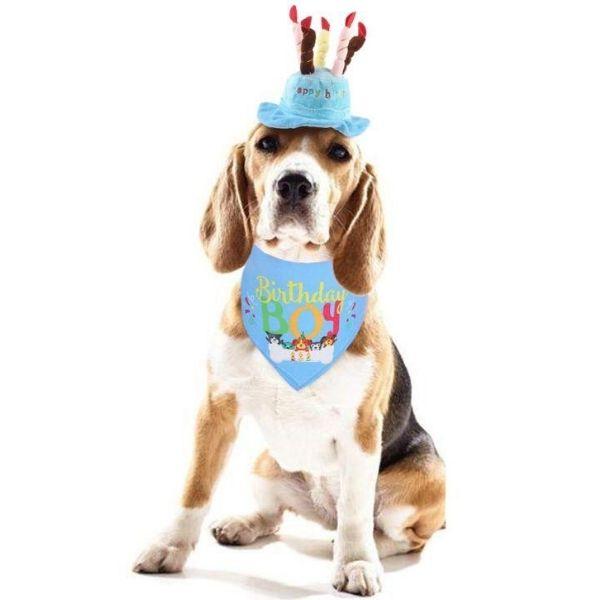 Chapeau Anniversaire Chien | Bob Nation