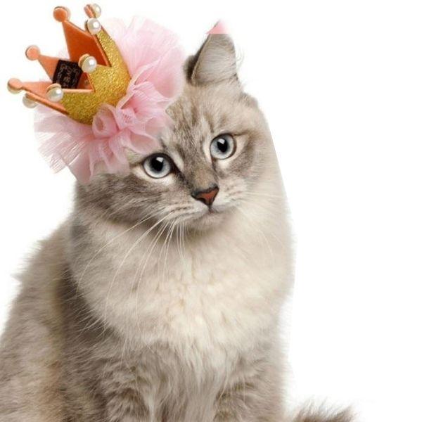 Chapeau Chat Femme | Bob Nation