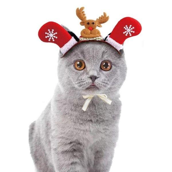 Chapeau Fête pour Chat | Bob Nation