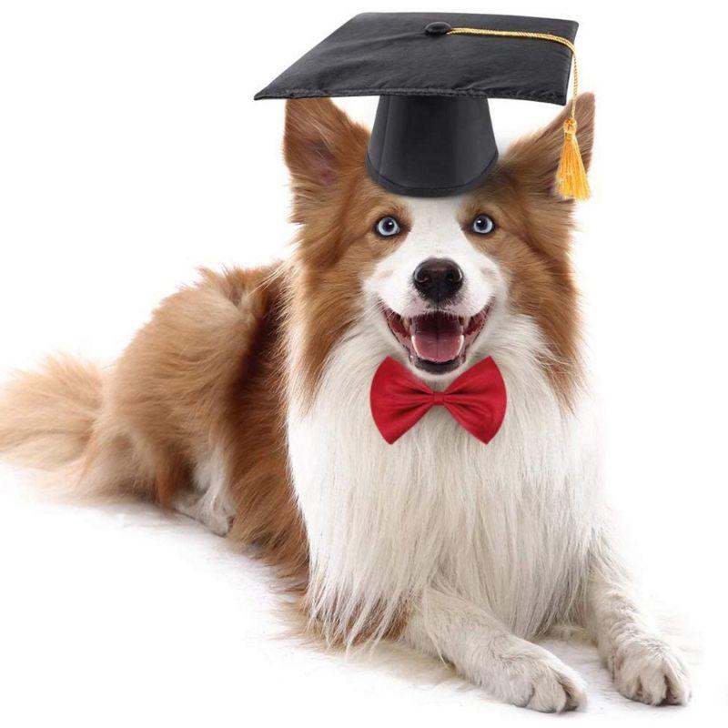 Chapeau Haut de Forme pour Chien | Bob Nation