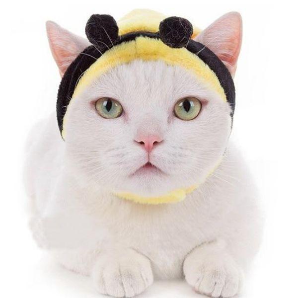 Chapeau pour Chat | Bob Nation