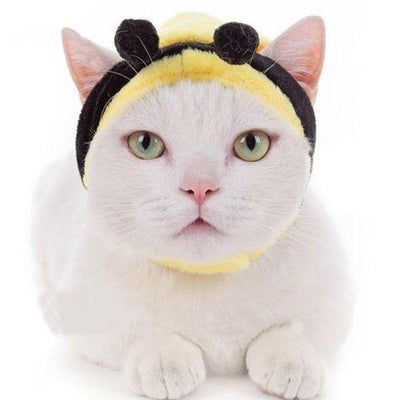 Chapeau pour Chat | Bob Nation
