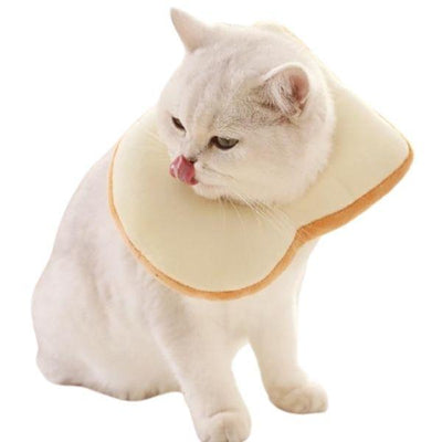 Chapeau pour Chaton | Bob Nation