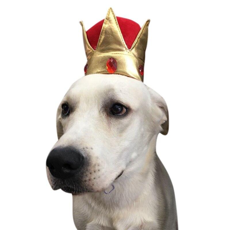 Chapeau pour Gros Chien | Bob Nation