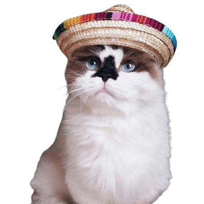 Chat Grand Chapeau | Bob Nation