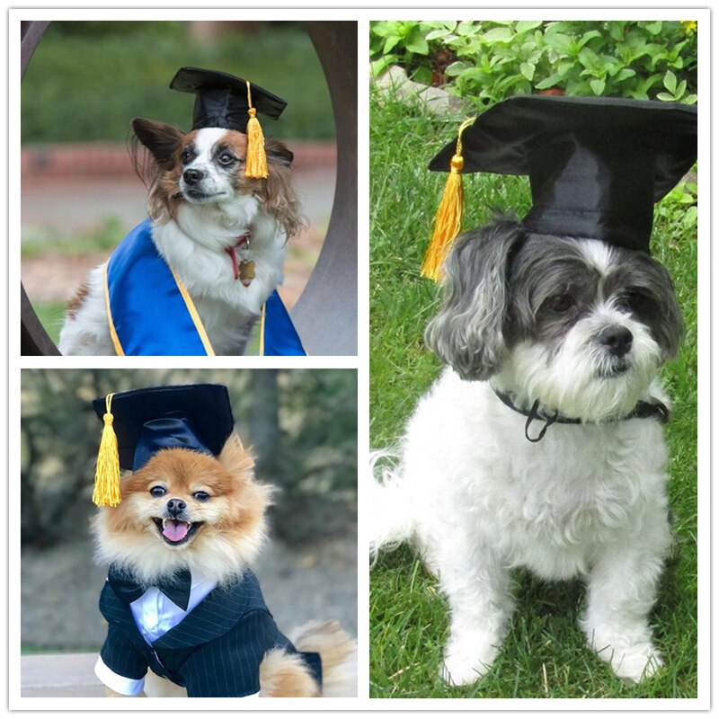 Chapeau pour Chien Haut de Forme Diplomé