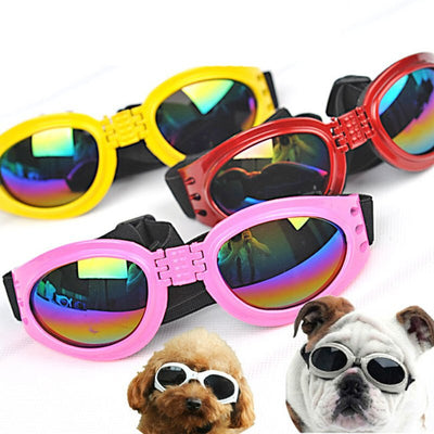 Casquette pour Chien & Lunettes de Motard