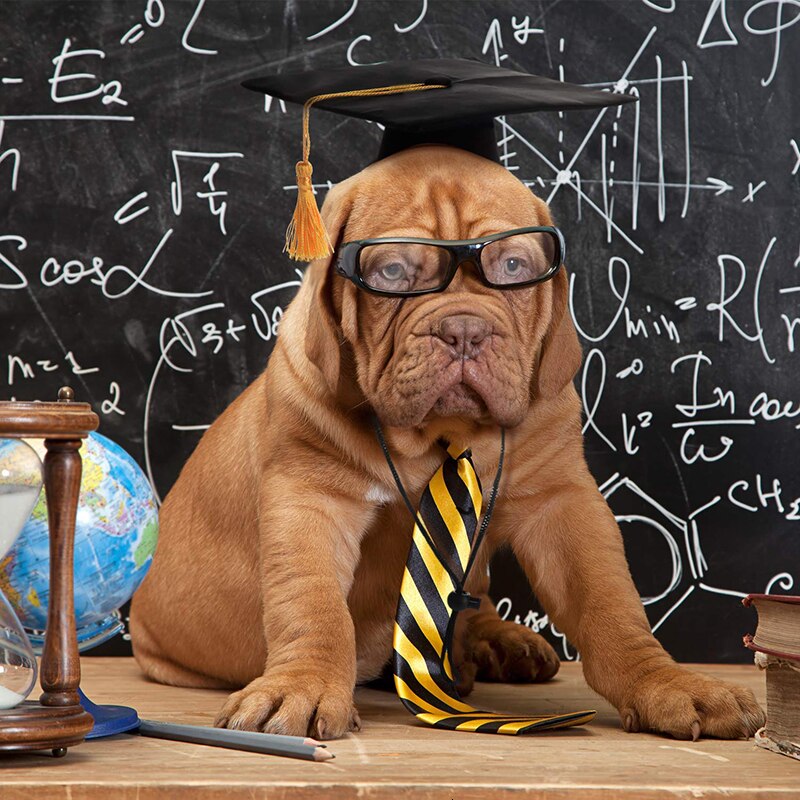 Chapeau Haut de Forme pour Chien | Bob Nation