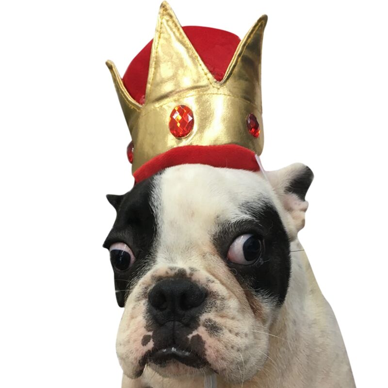 Chapeau pour Gros Chien | Bob Nation