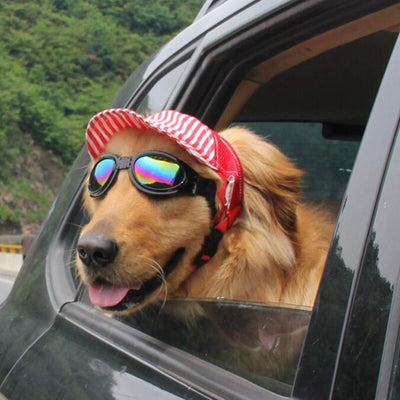 Bob pour chien