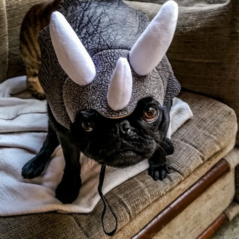 Bonnet pour Petit Chien | Bob Nation