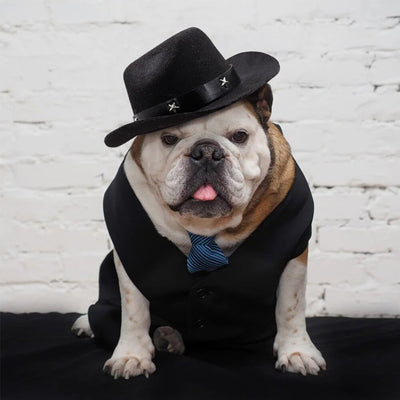 Chapeau pour Chien Cowboy Texan
