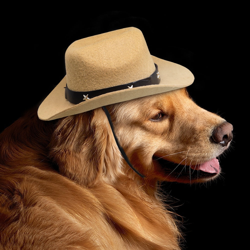 Bob pour chien
