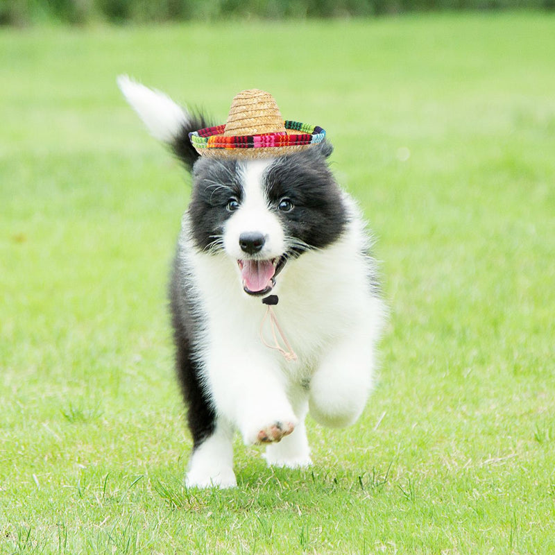 Chapeau Mexicain pour Chien | Bob Nation