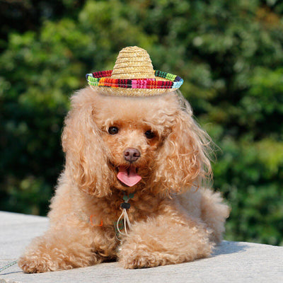 Chapeau pour Chien Sombrero Mexicain