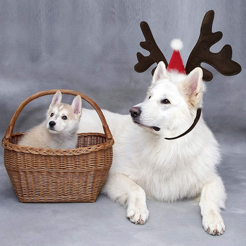 Chapeau Renne pour Chien | Bob Nation