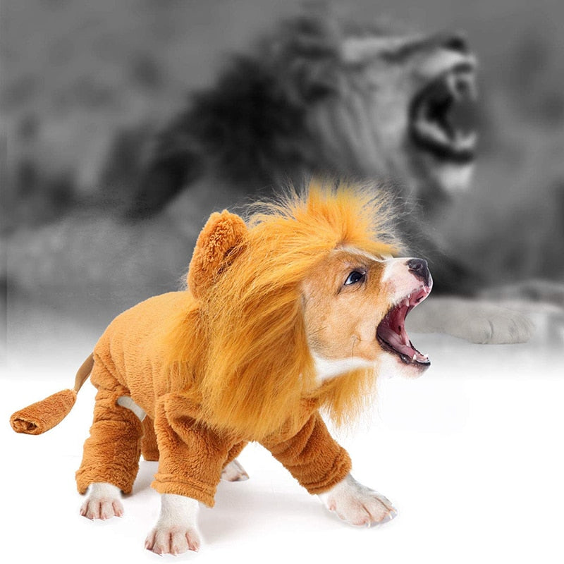 Chapeau pour Chat Lion Intégral
