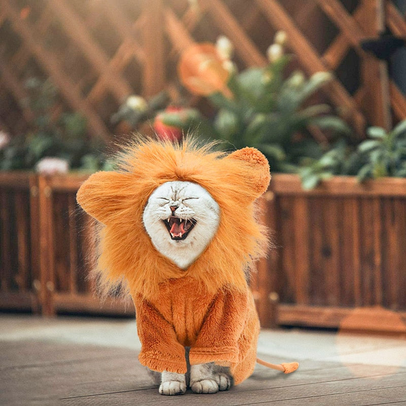 Chapeau Lion pour Chat | Bob Nation