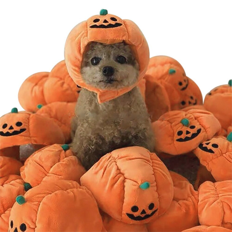Chapeau de Fête pour Chien | Bob Nation