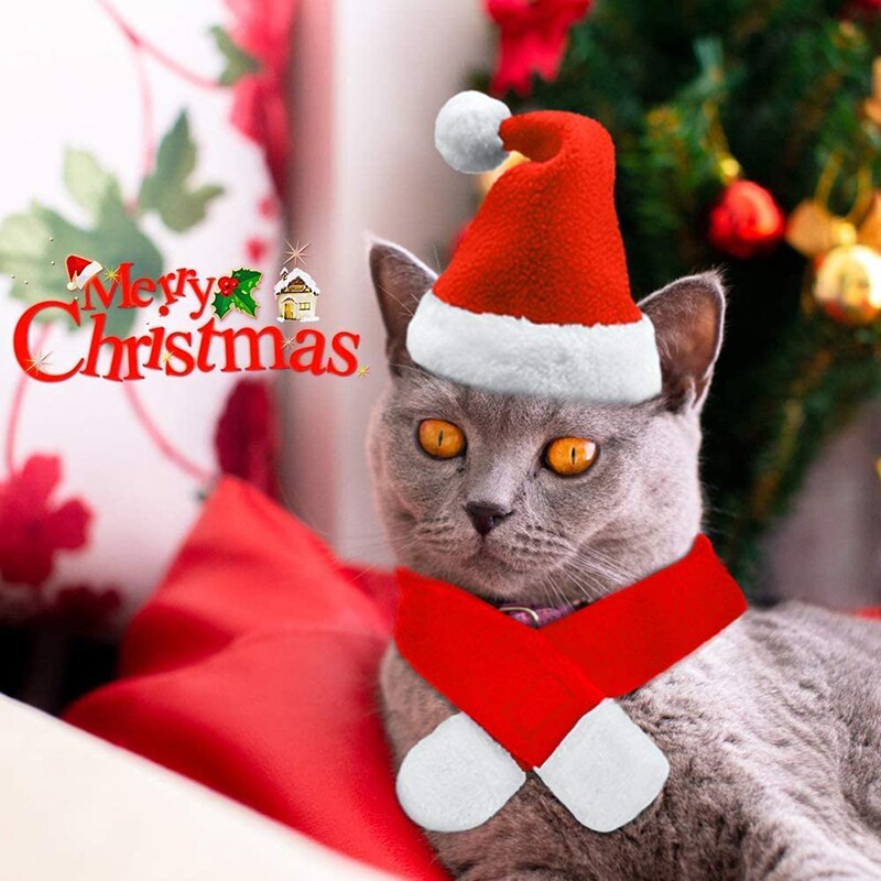 Chat Chapeau de Noël | Bob Nation