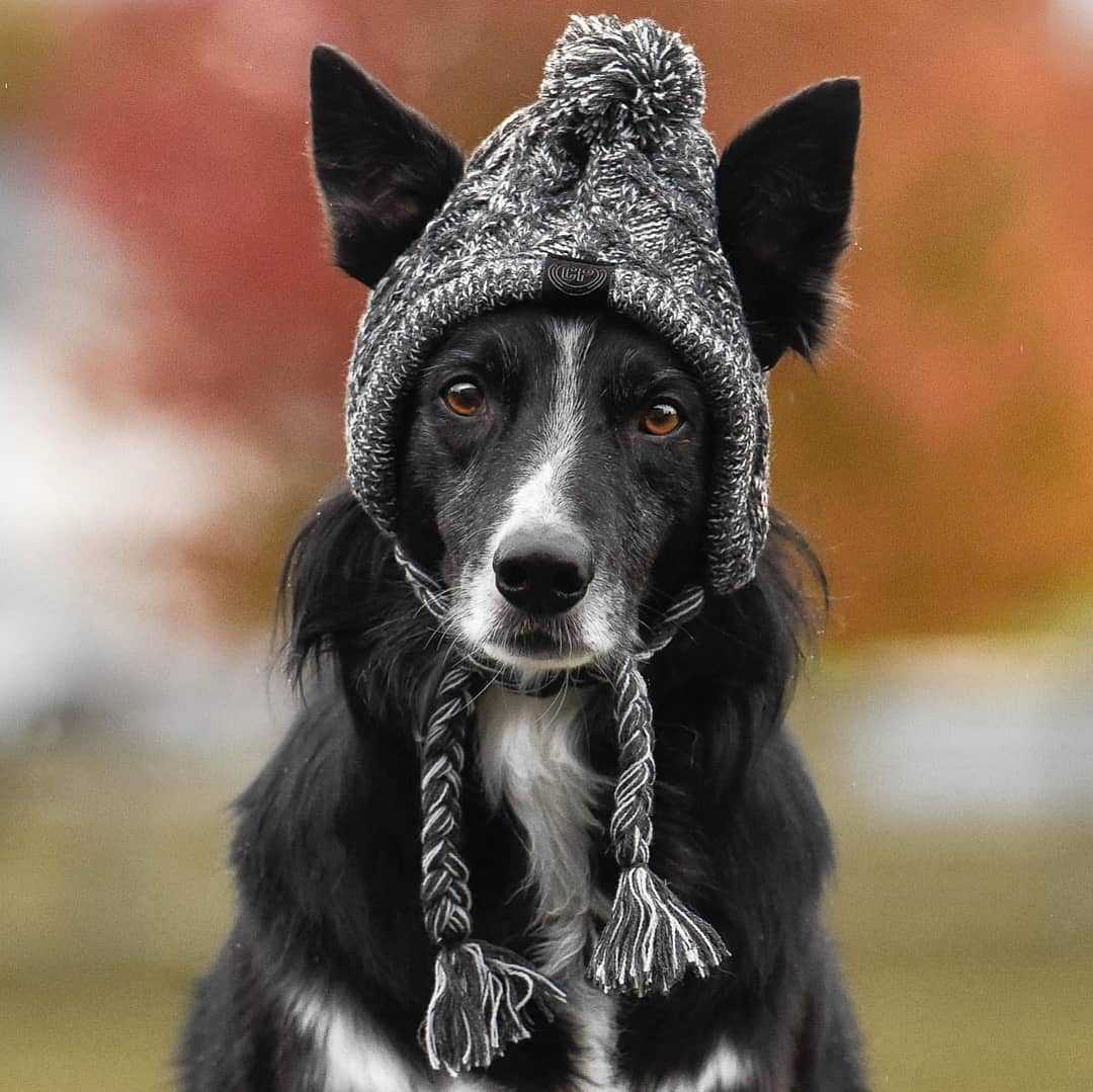 Bonnet pour Chien Style Péruvien au Tricot
