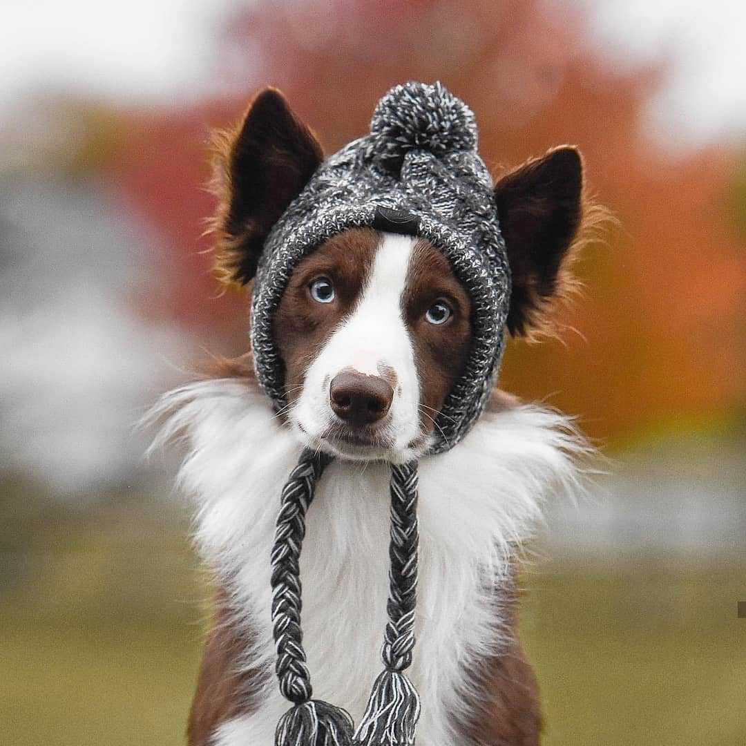 Bonnet pour Chien Style Péruvien au Tricot