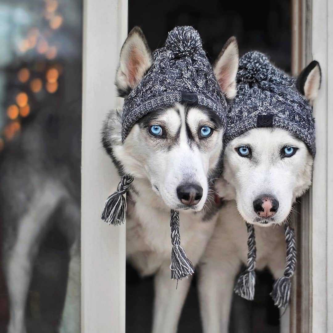 Bonnet pour Chien Style Péruvien au Tricot