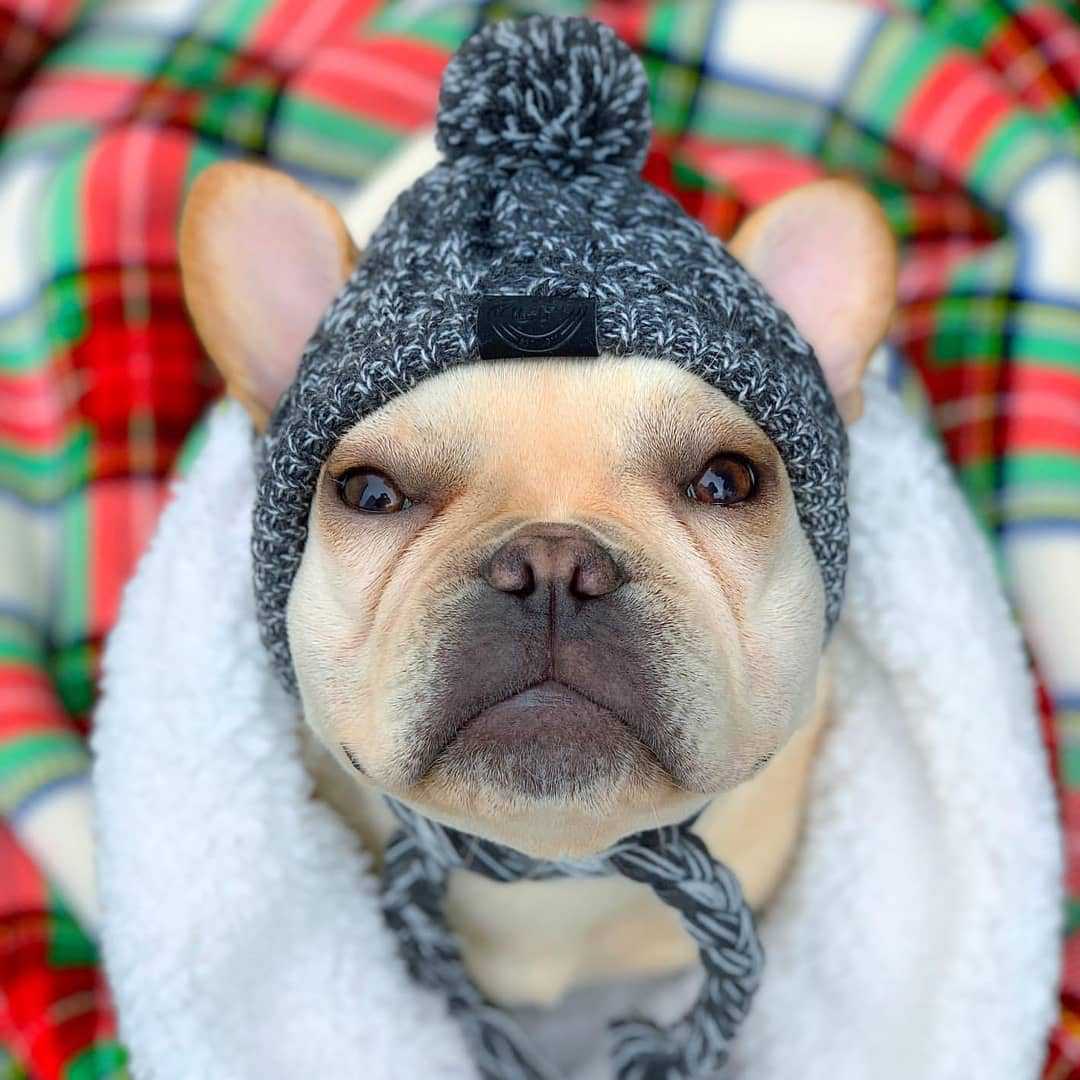 Bonnet pour Chien Style Péruvien au Tricot