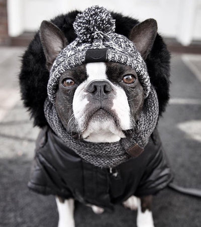 Bonnet pour Chien Style Péruvien au Tricot