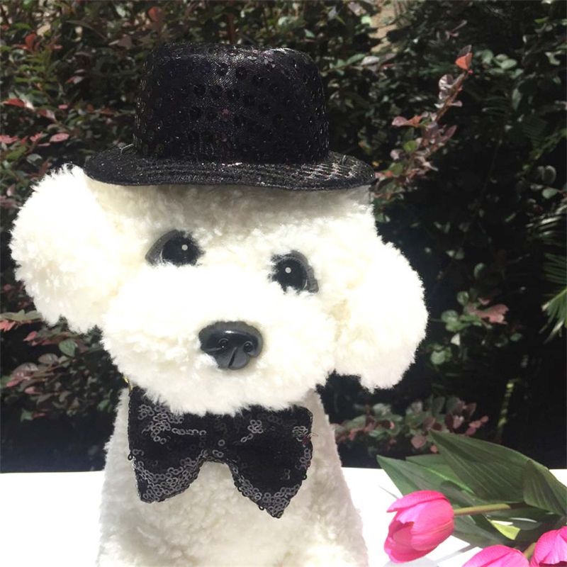 Chapeau de Chien | Bob Nation