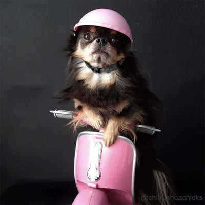 Casque pour Chien Biker